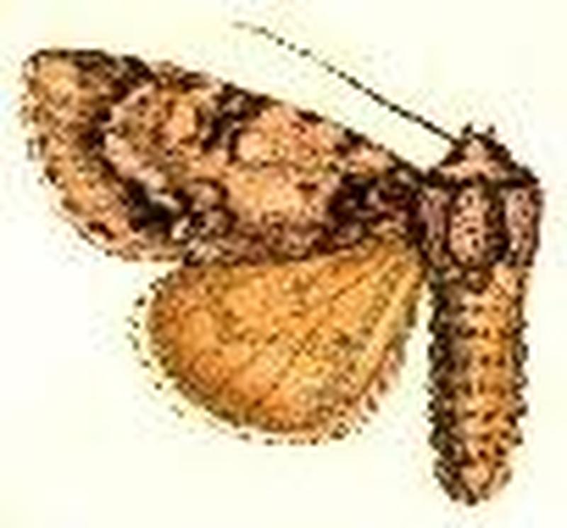 Acronicta consanguis