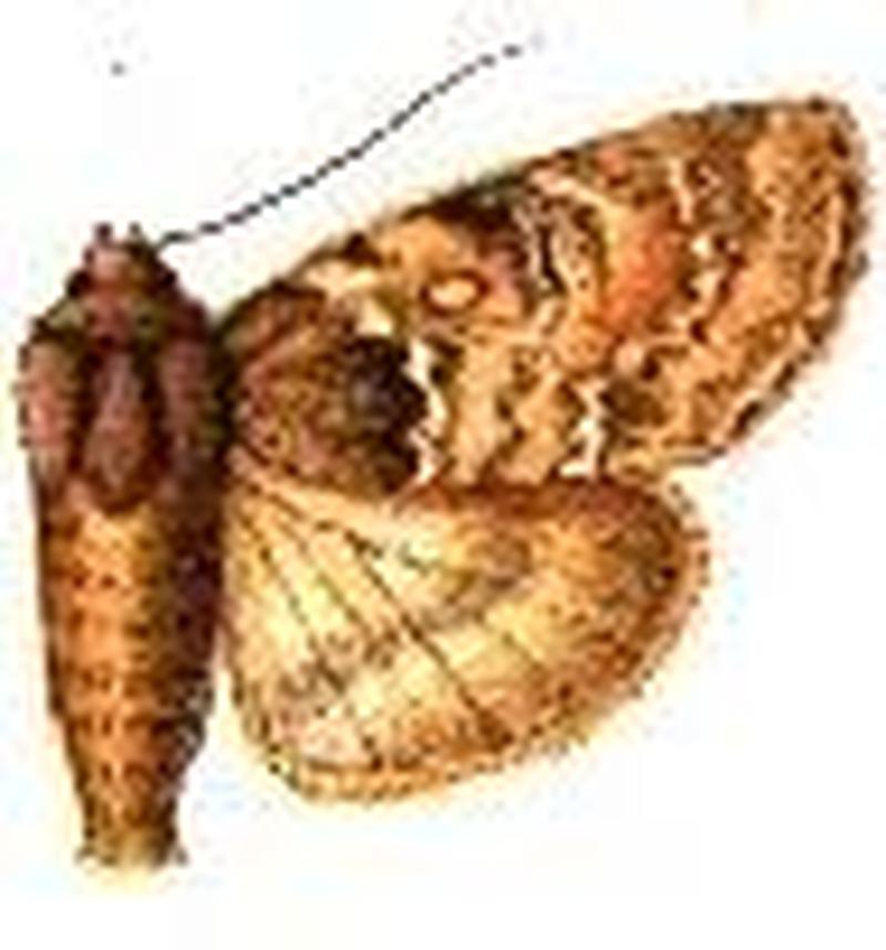 Acronicta crenulata