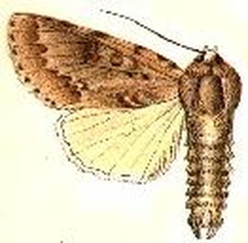 Acronicta dactylina