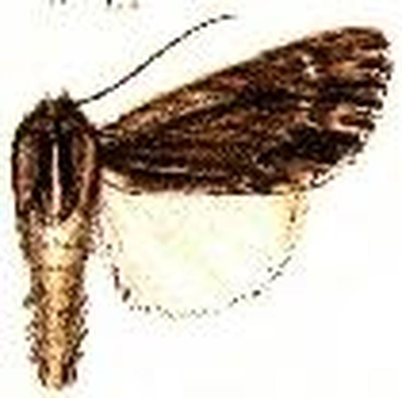 Acronicta edolata
