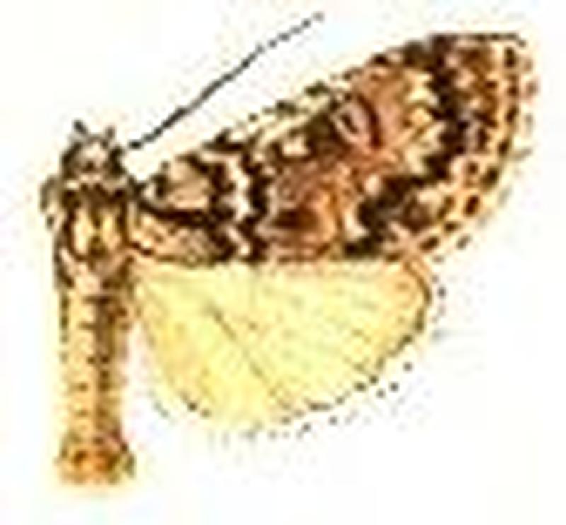 Acronicta fragilis