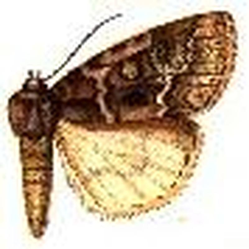 Acronicta fragilis2