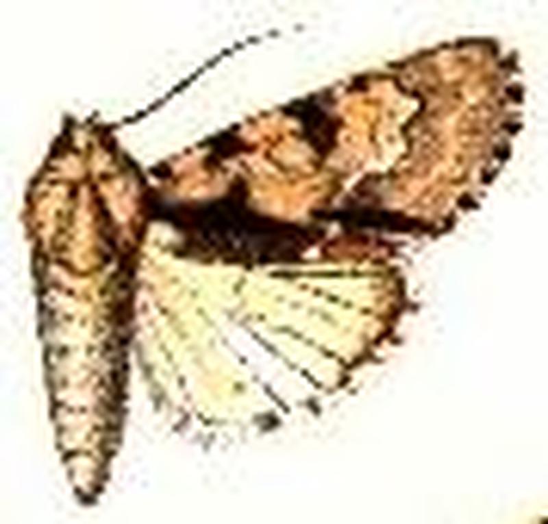 Acronicta funeralis