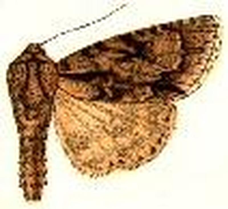 Acronicta furcifera2