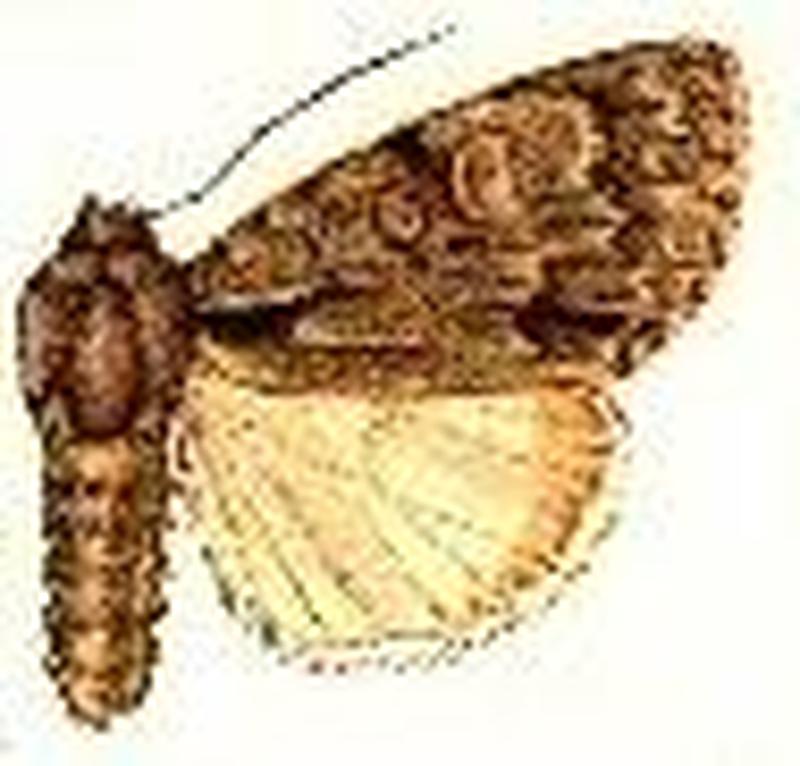 Acronicta grisea