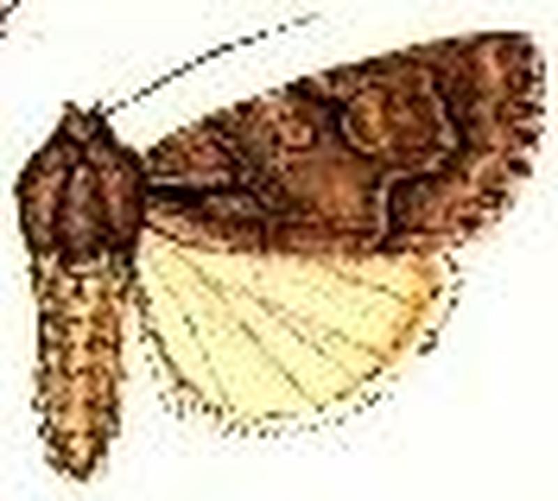 Acronicta grisea2