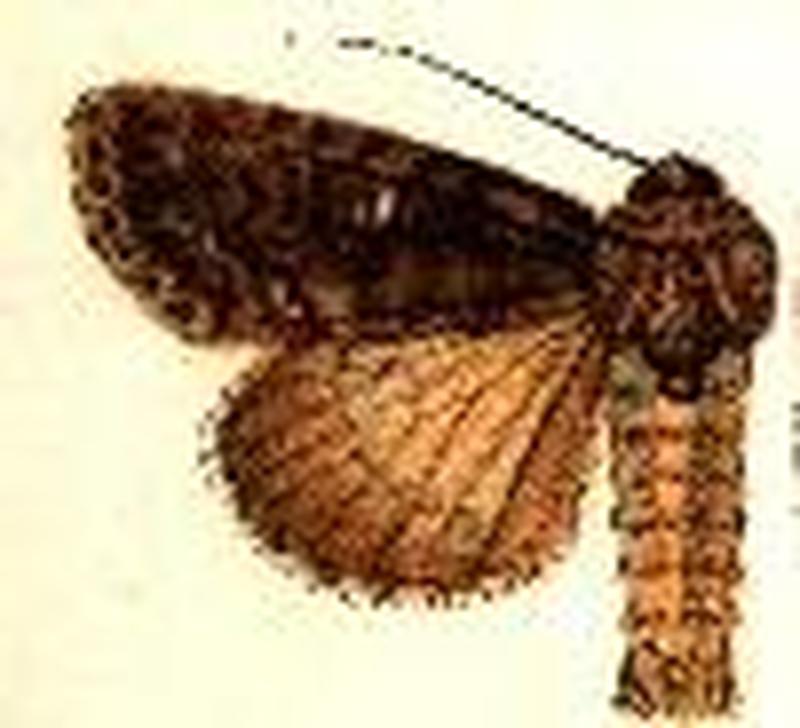 Acronicta hamamelis