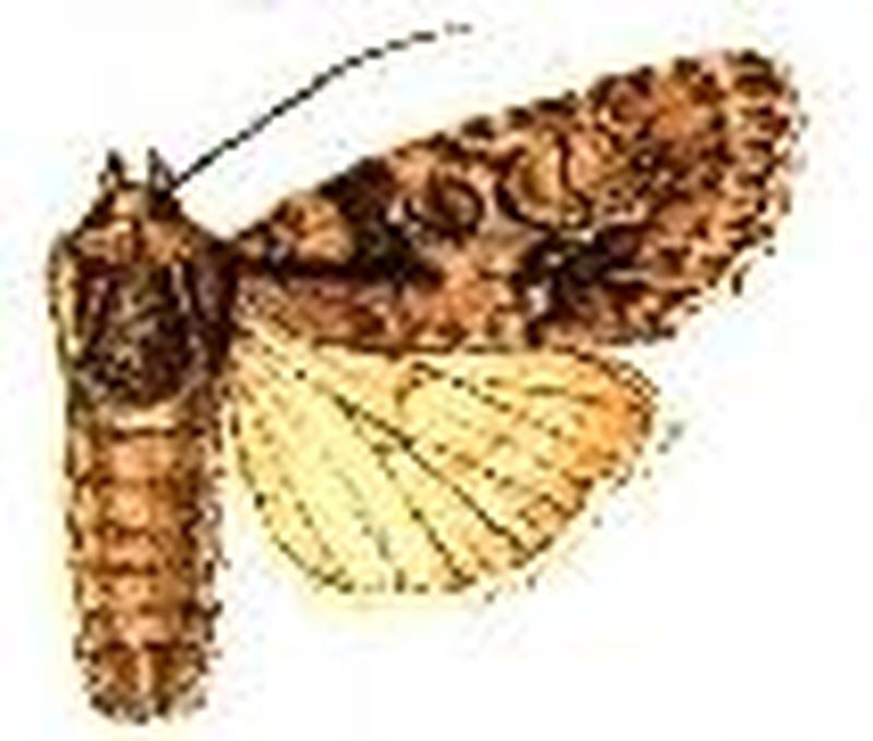 Acronicta hasta