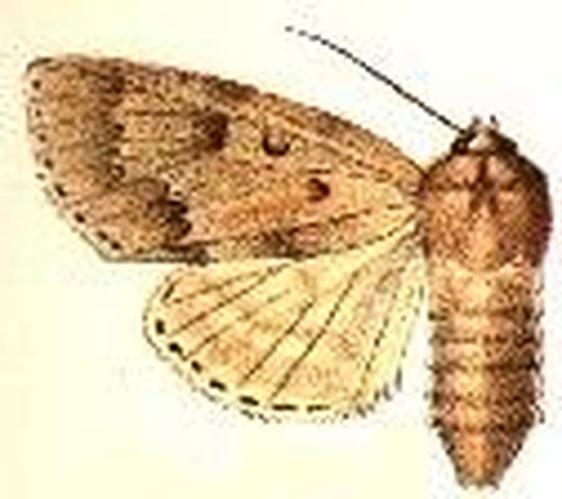 Acronicta hesperida