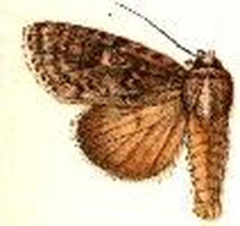 Acronicta impleta