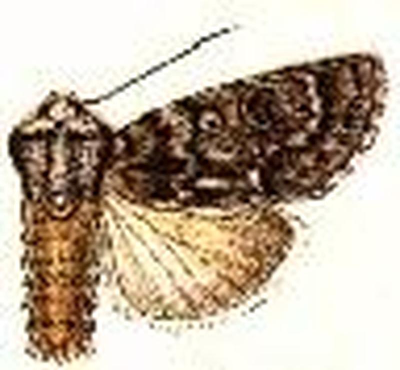 Acronicta impressa