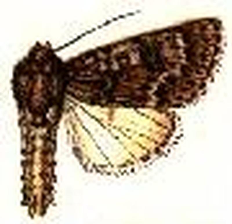 Acronicta impressa2