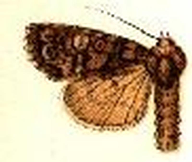 Acronicta increta