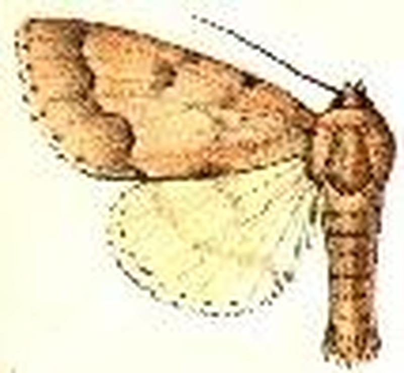 Acronicta innotata