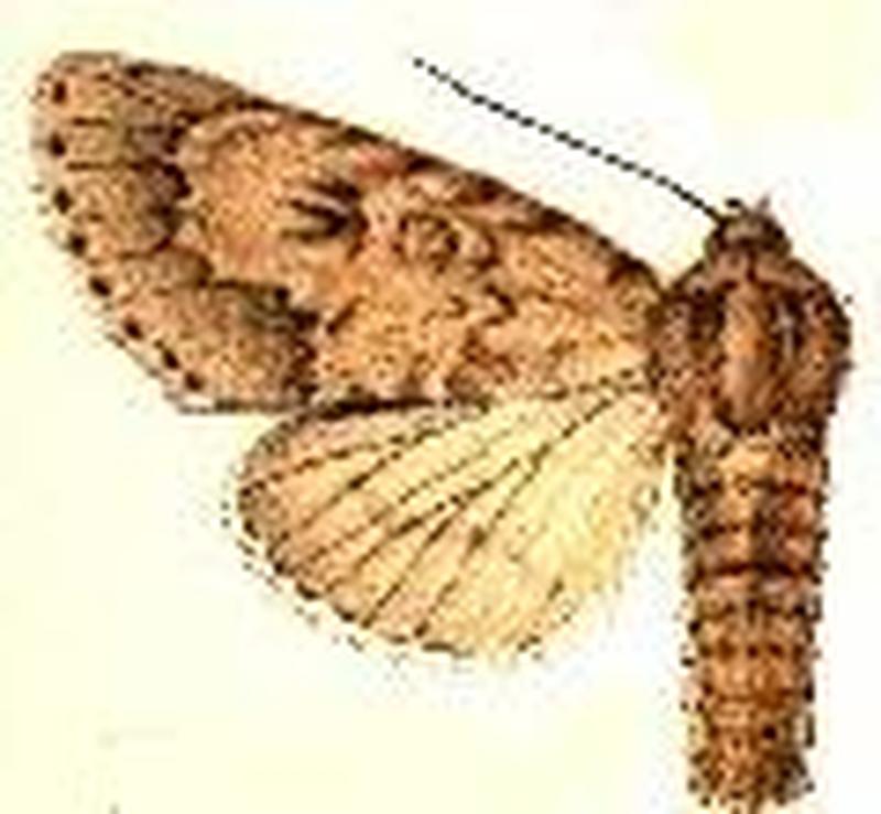 Acronicta insita