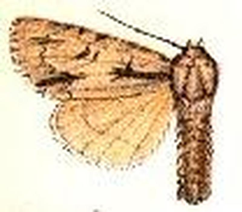 Acronicta interupta