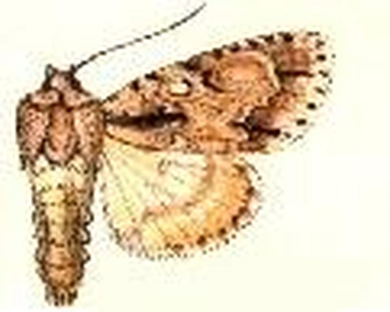 Acronicta laetifica