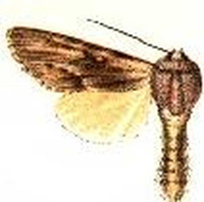 Acronicta lanceolaria2