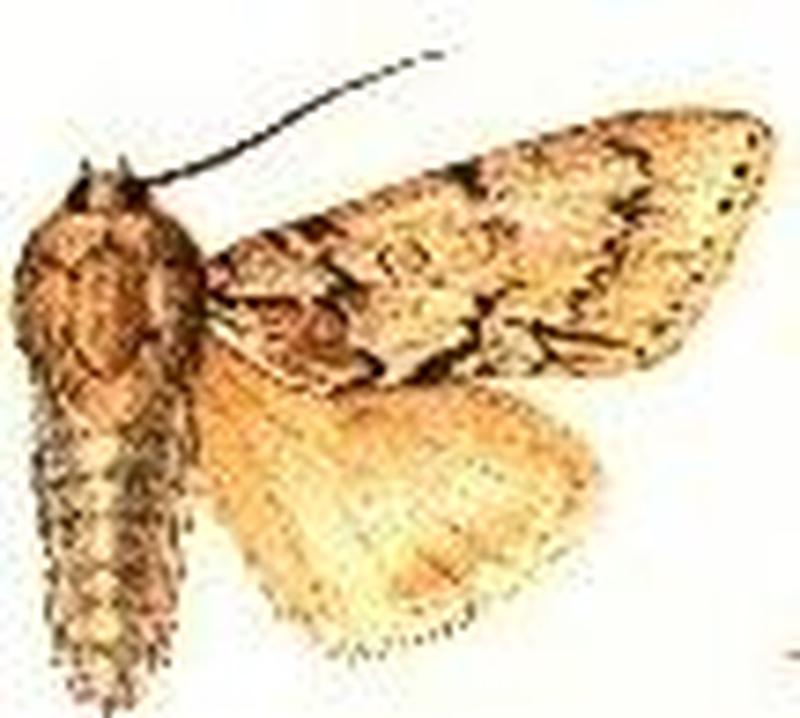 Acronicta lepusculina