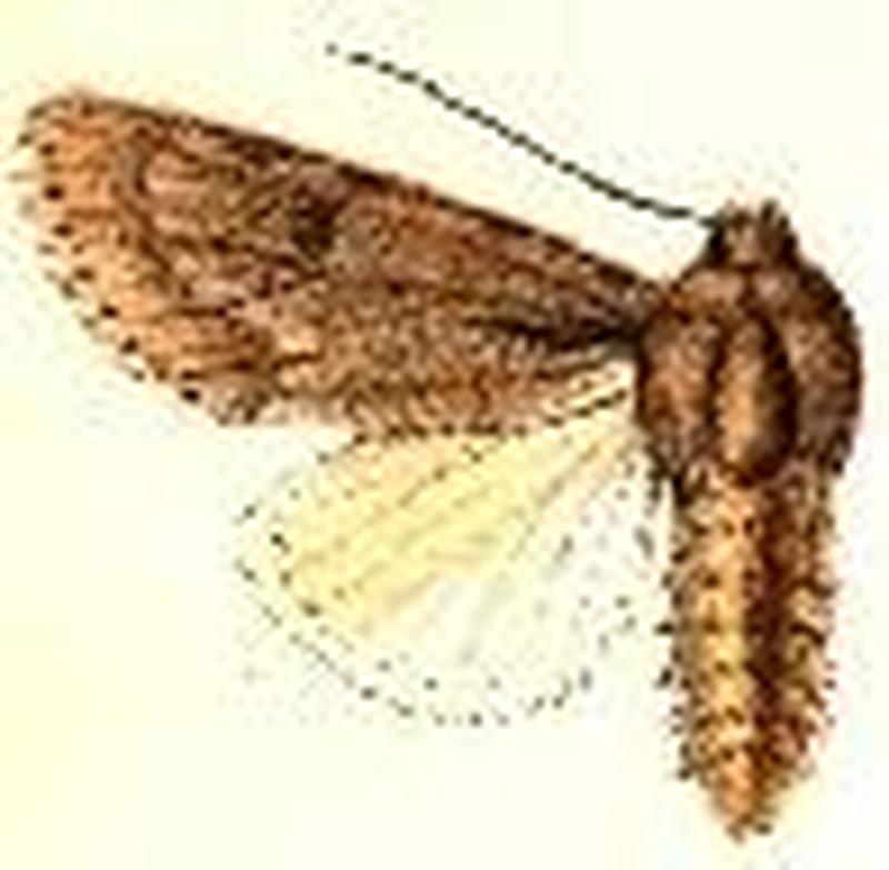 Acronicta lepusculina11