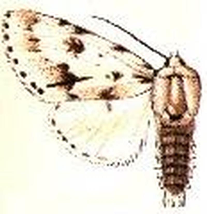 Acronicta lepusculina12
