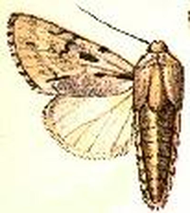 Acronicta lepusculina2