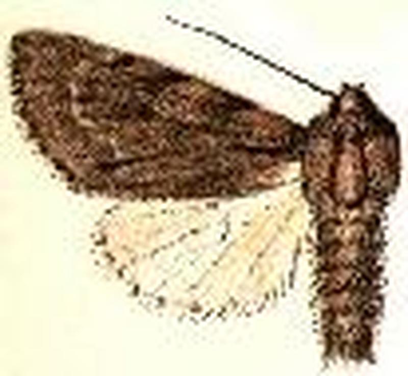 Acronicta lepusculina3