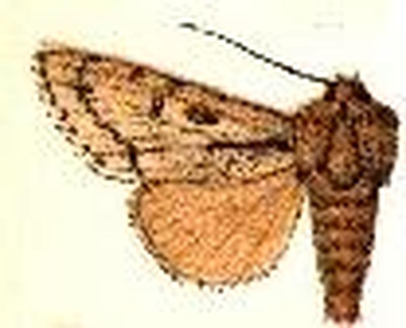 Acronicta lepusculina4