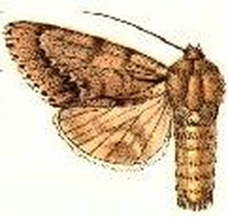 Acronicta lepusculina5
