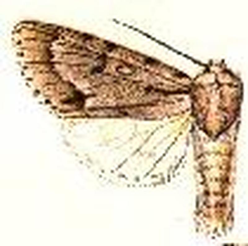 Acronicta lepusculina6