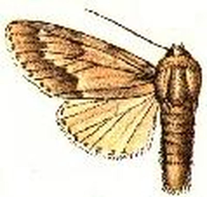 Acronicta lepusculina7