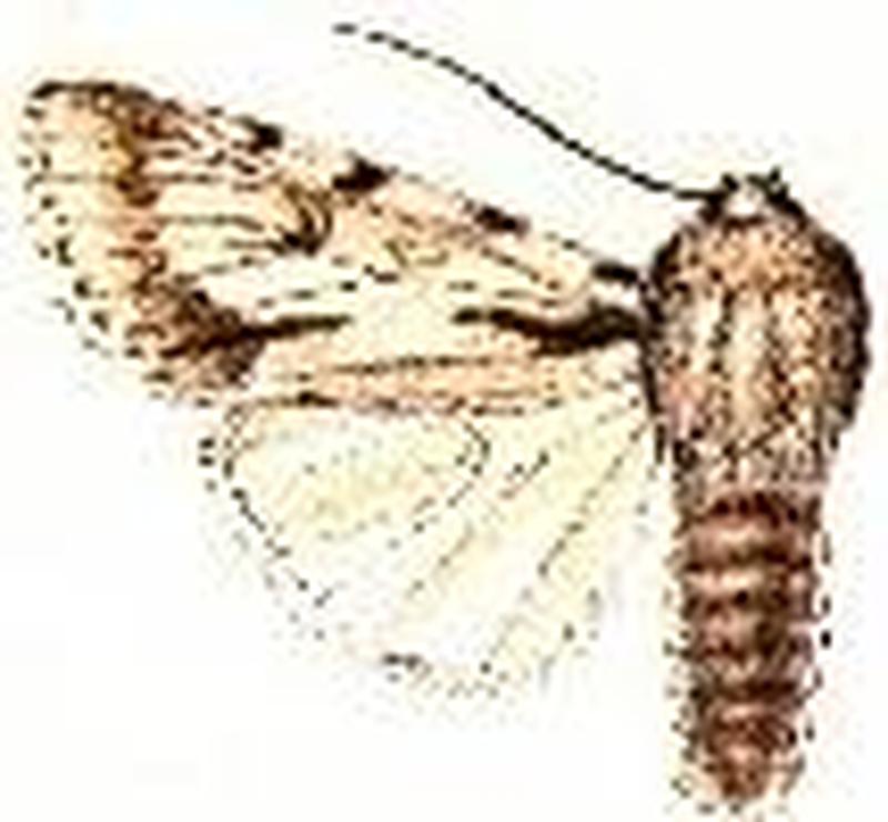 Acronicta lepusculina8