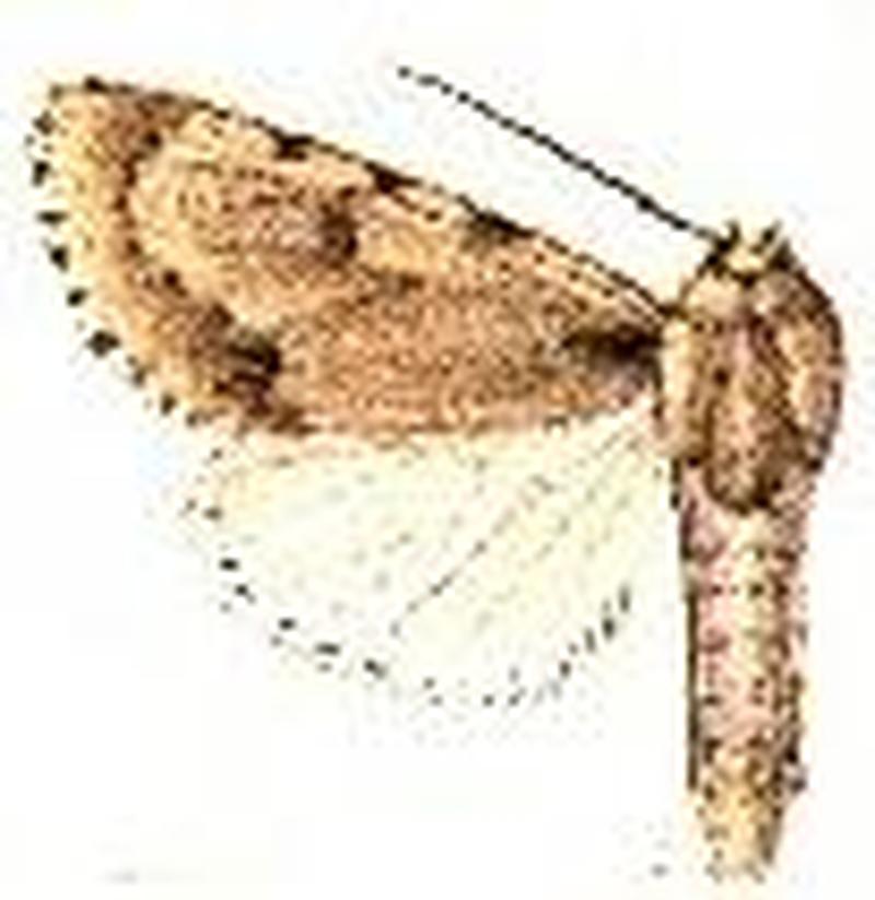 Acronicta lepusculina9