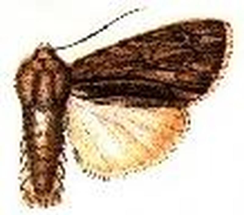 Acronicta lithospila