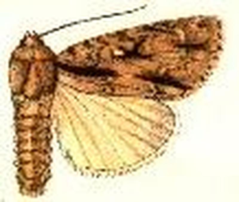 Acronicta lobeliae2