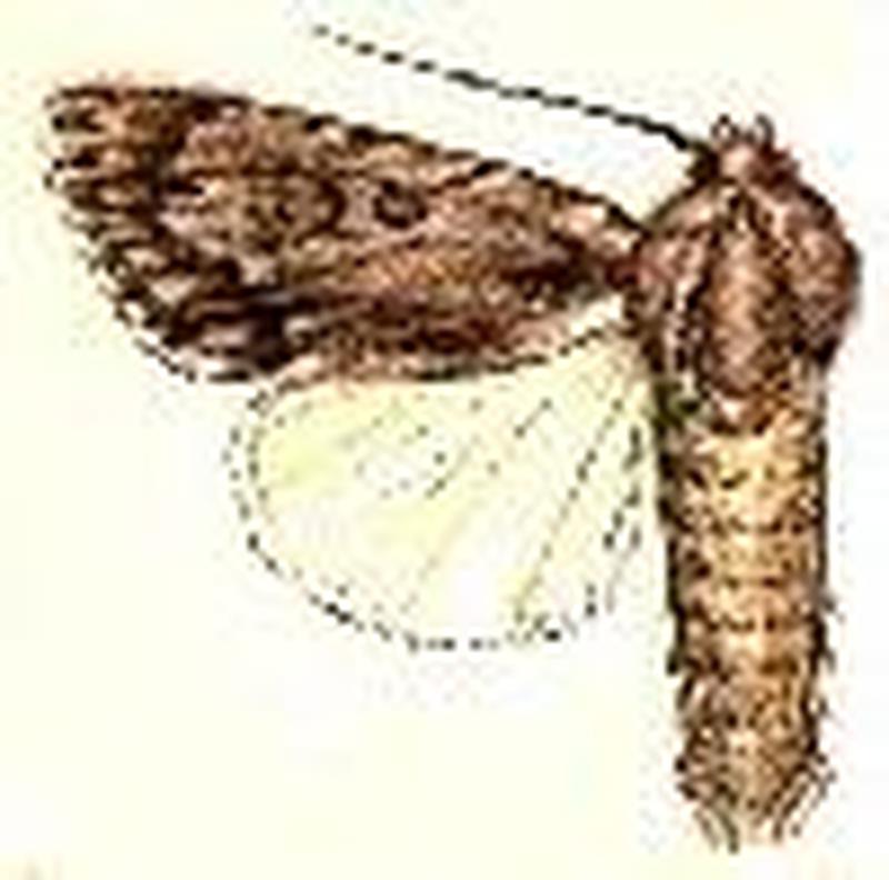 Acronicta longa