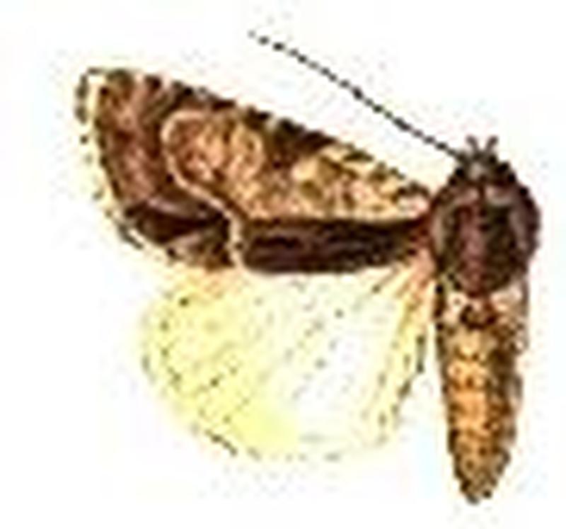 Acronicta mansueta