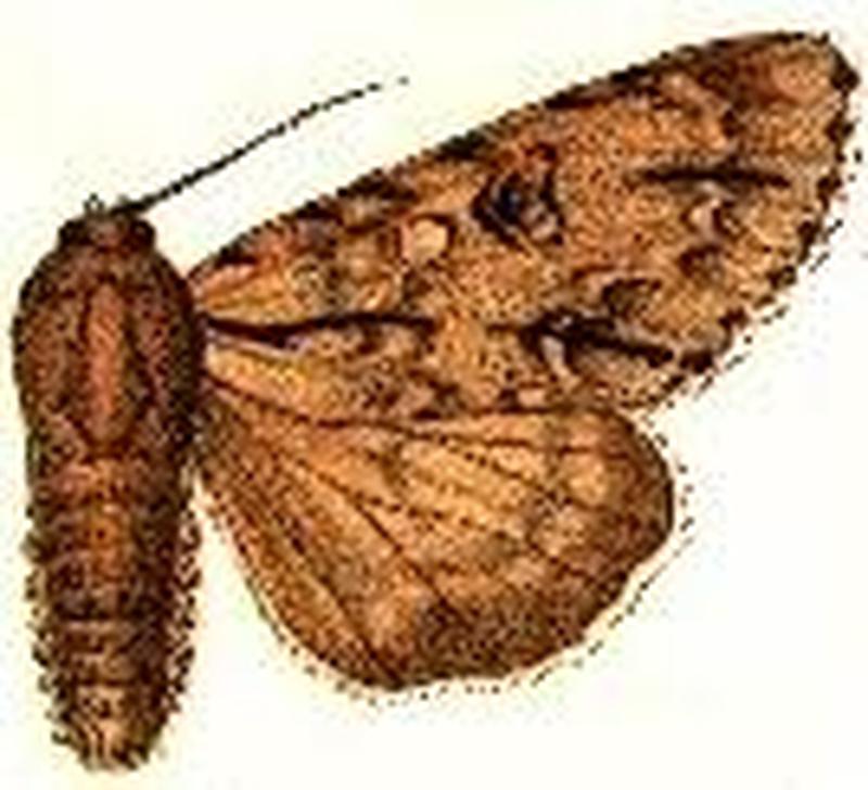 Acronicta maxima