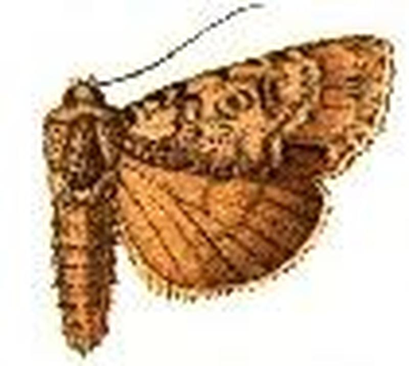 Acronicta modica