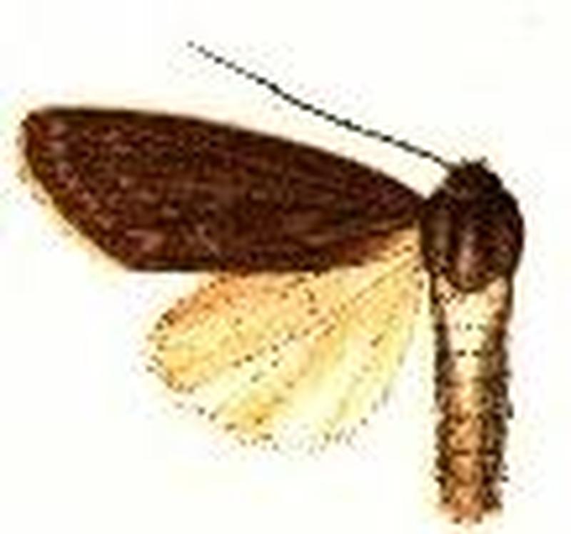Acronicta oblinita2