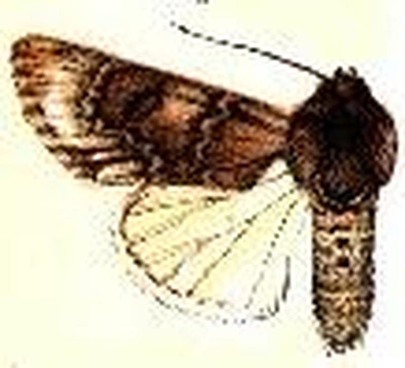 Acronicta othello