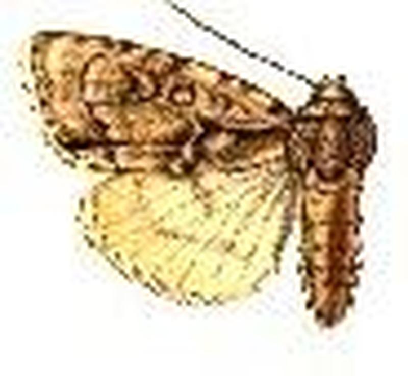 Acronicta paupercula