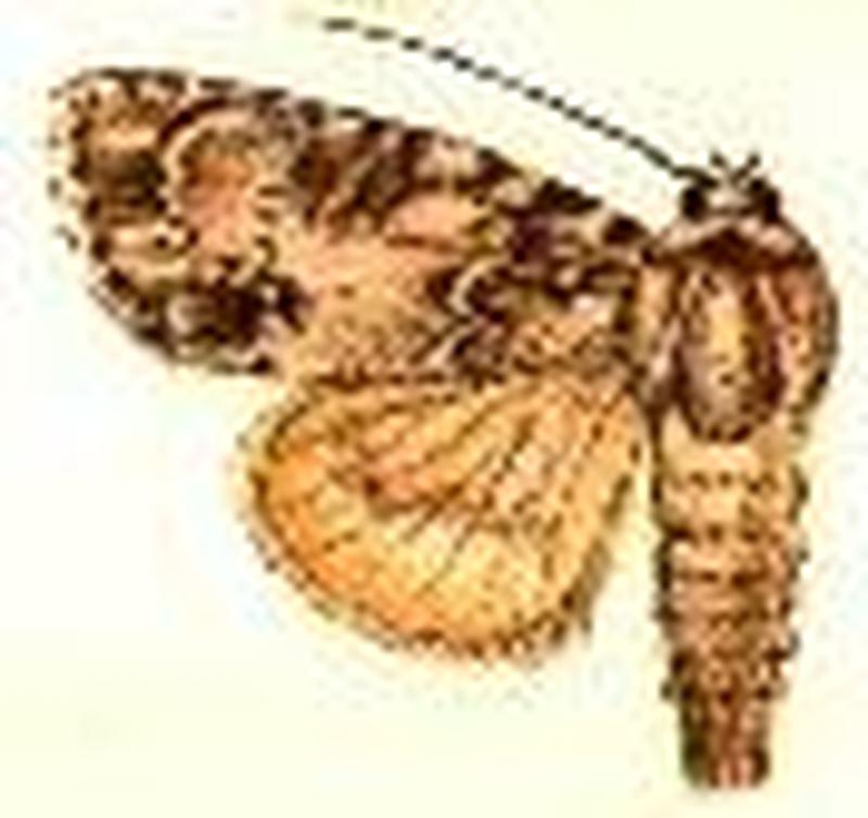 Acronicta pruinosa