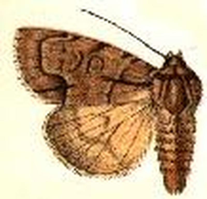 Acronicta radcliffei