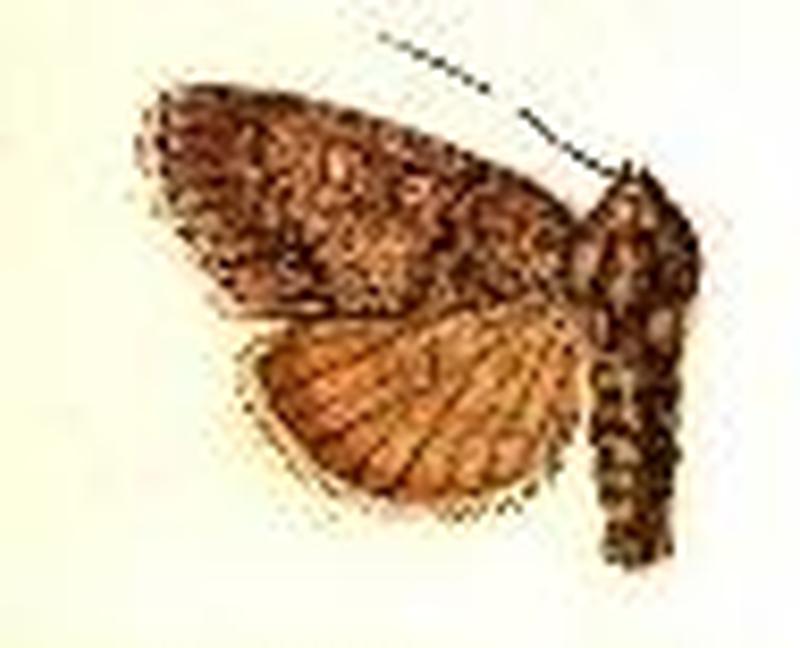 Acronicta retardata