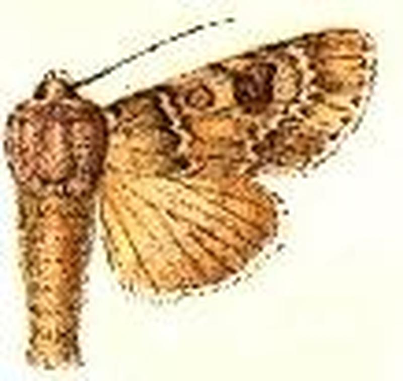 Acronicta rubricoma