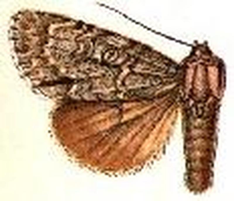 Acronicta spinigera