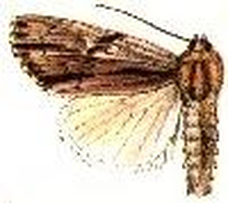 Acronicta strigulata