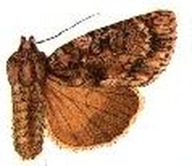 Acronicta subochrea