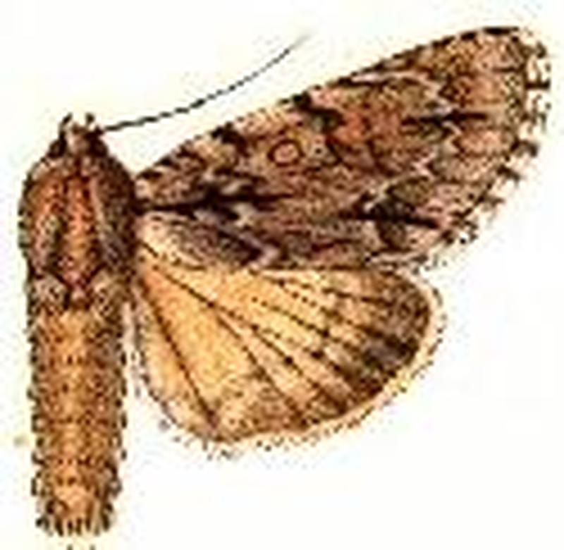 Acronicta taurica